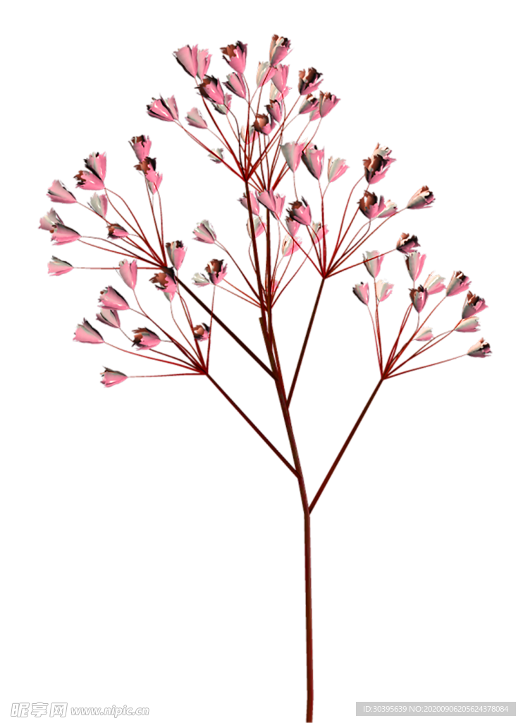 鲜花素材