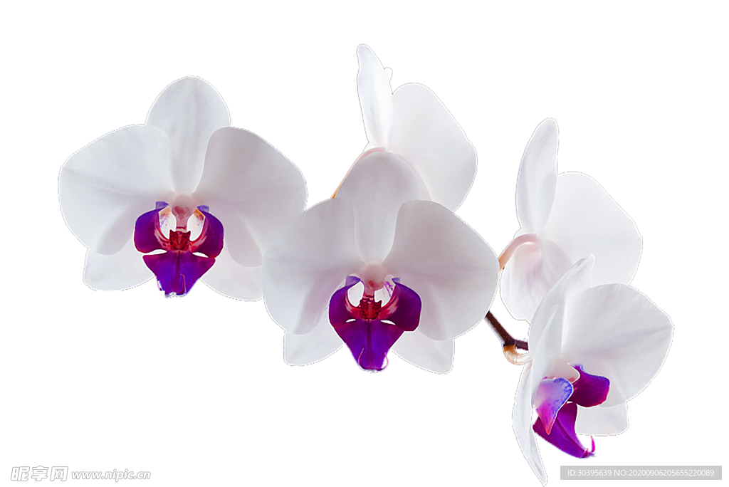 鲜花素材