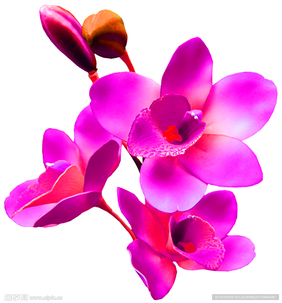 鲜花素材