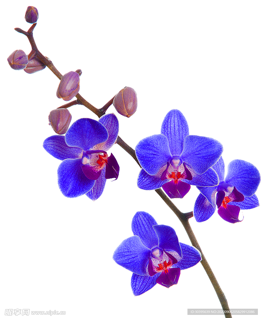 鲜花素材