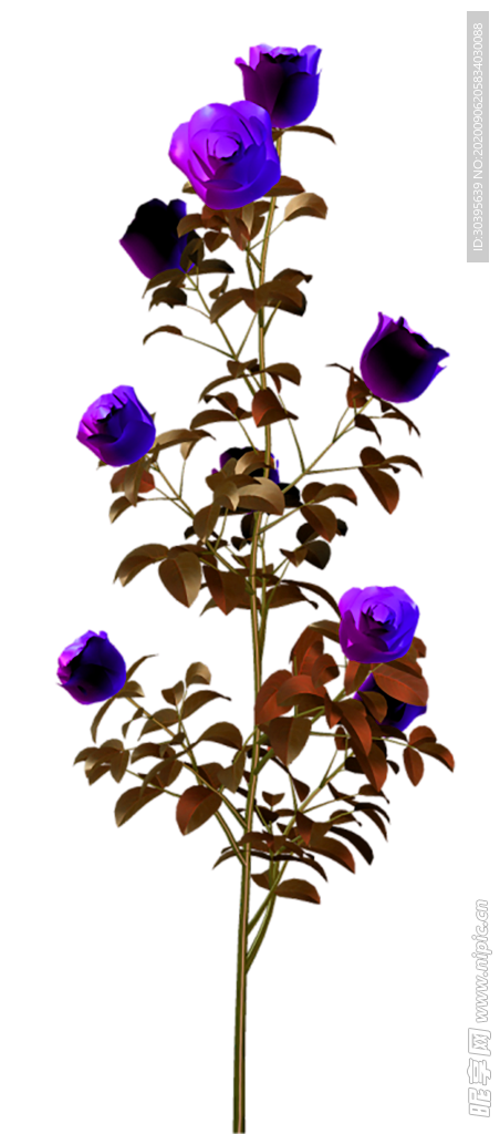鲜花素材