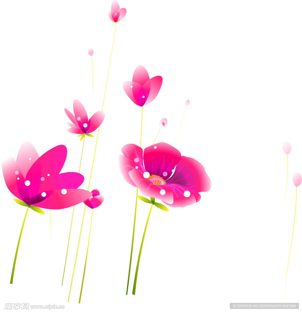 鲜花素材