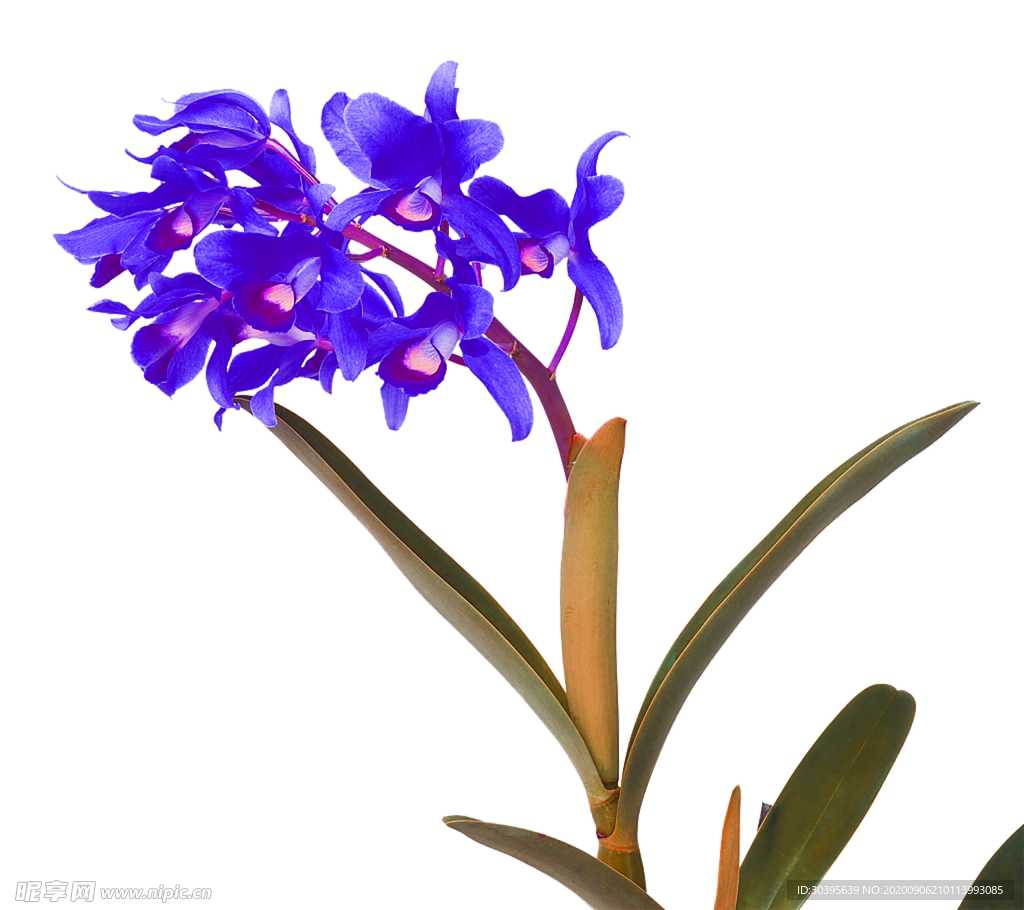 鲜花素材