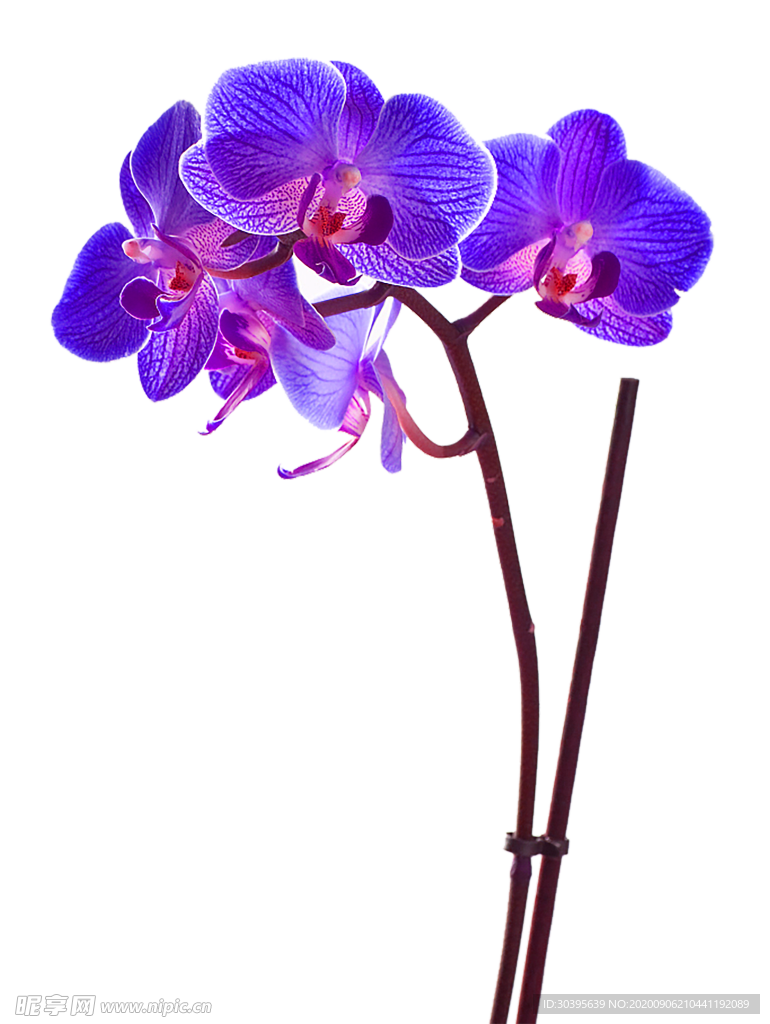 鲜花素材