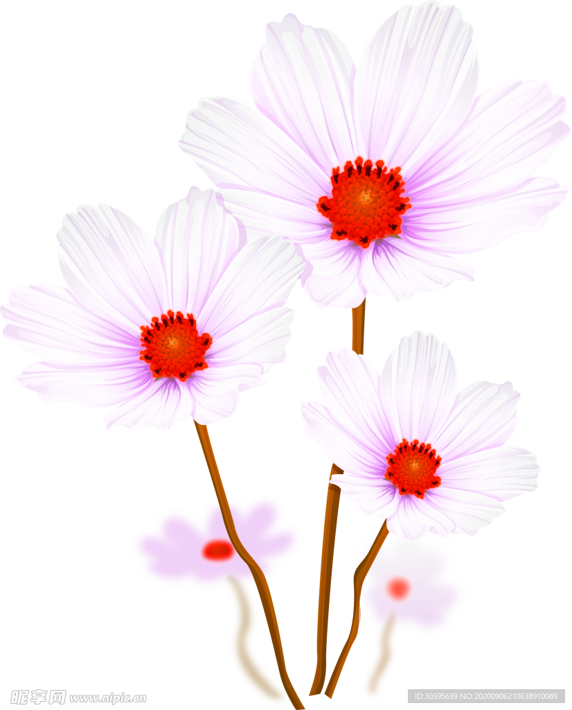 鲜花素材