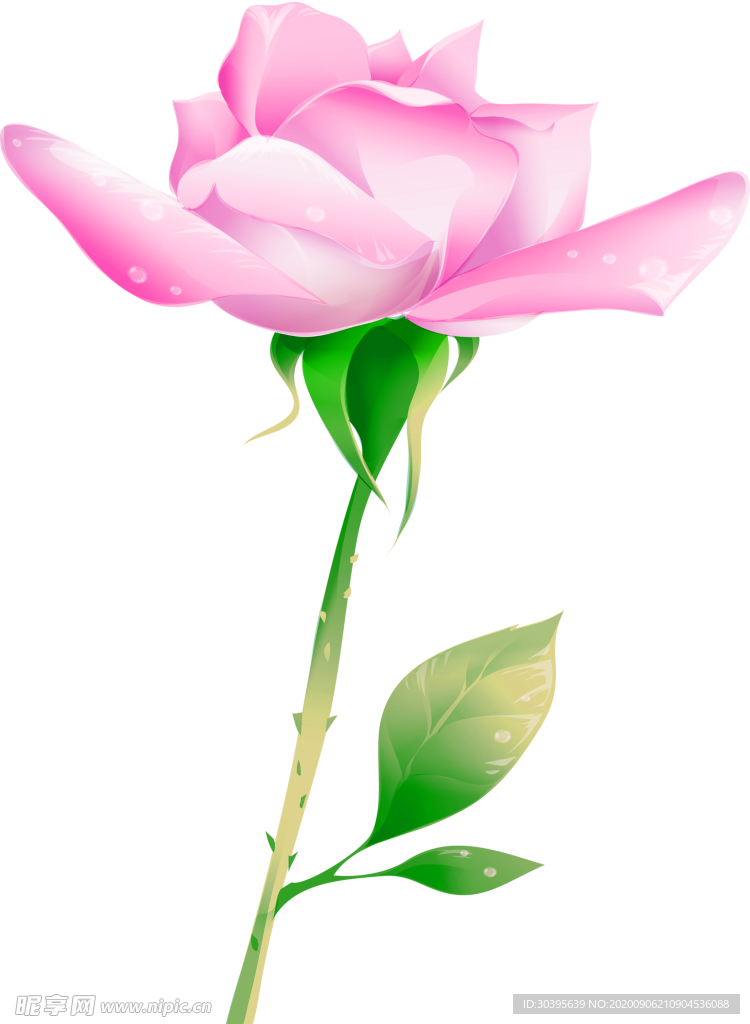 鲜花素材