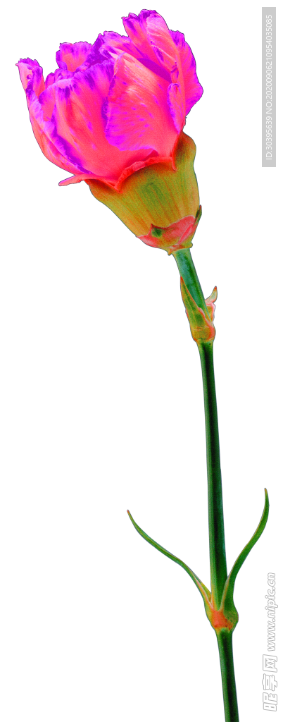鲜花素材