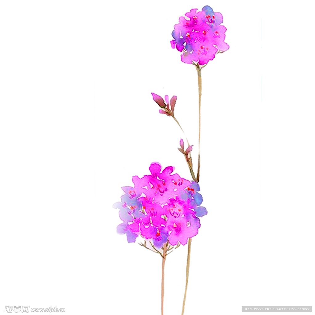 鲜花素材