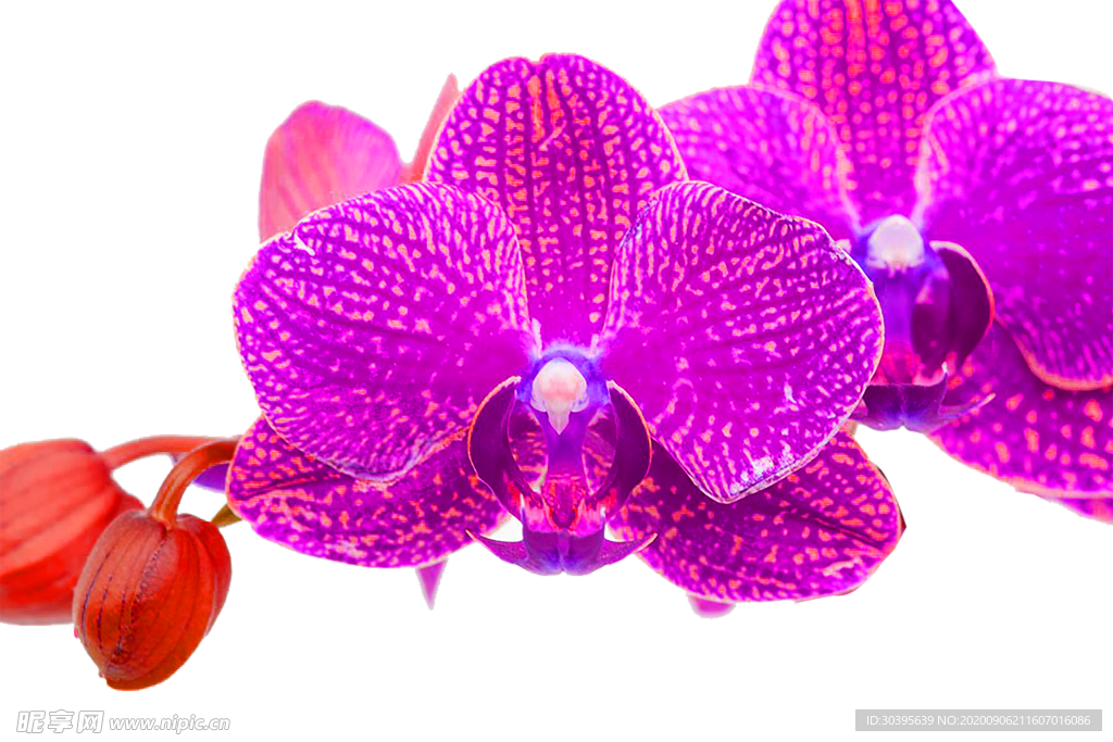 鲜花素材