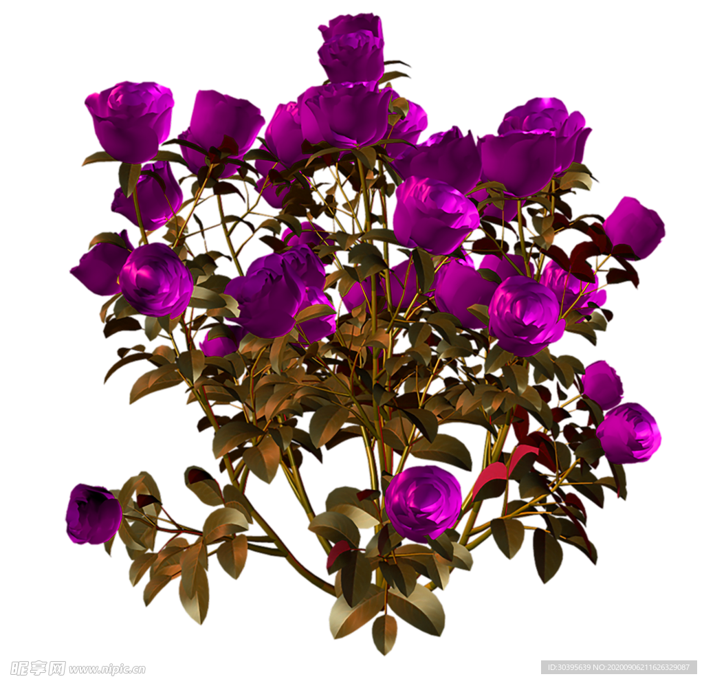 鲜花素材