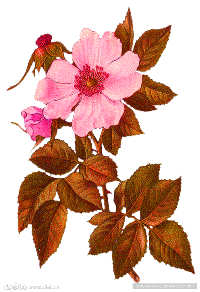 鲜花素材
