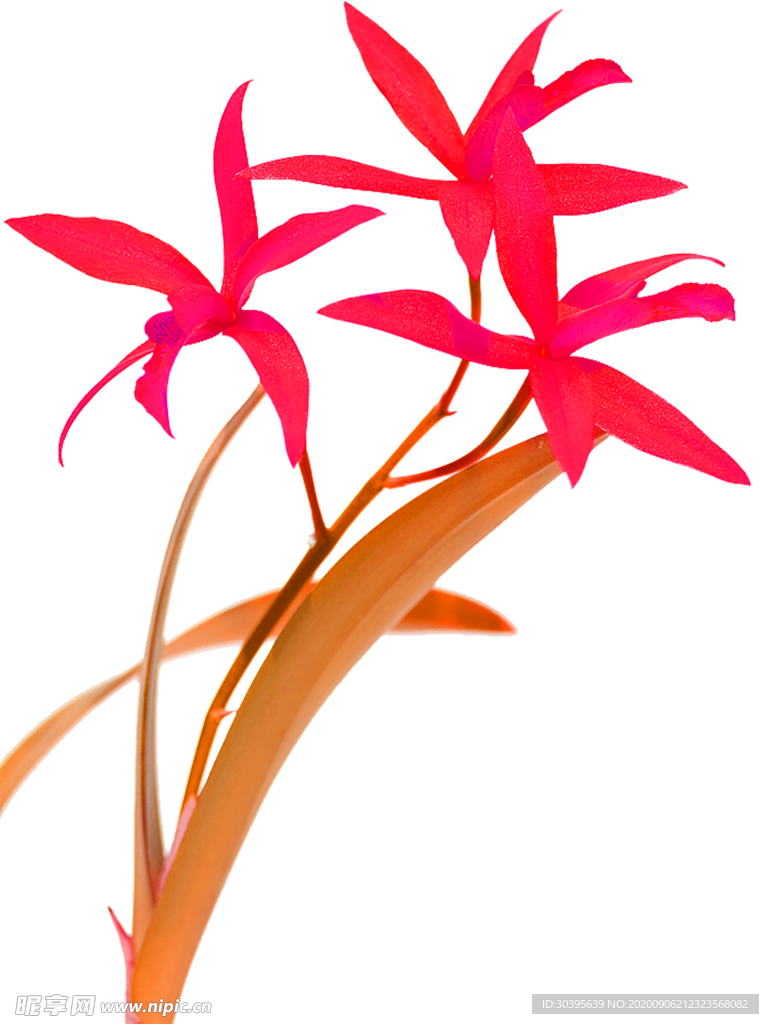 鲜花素材