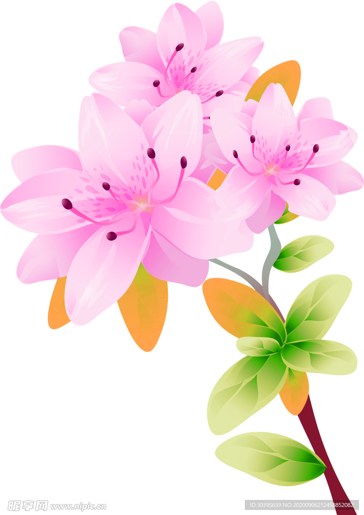 鲜花素材