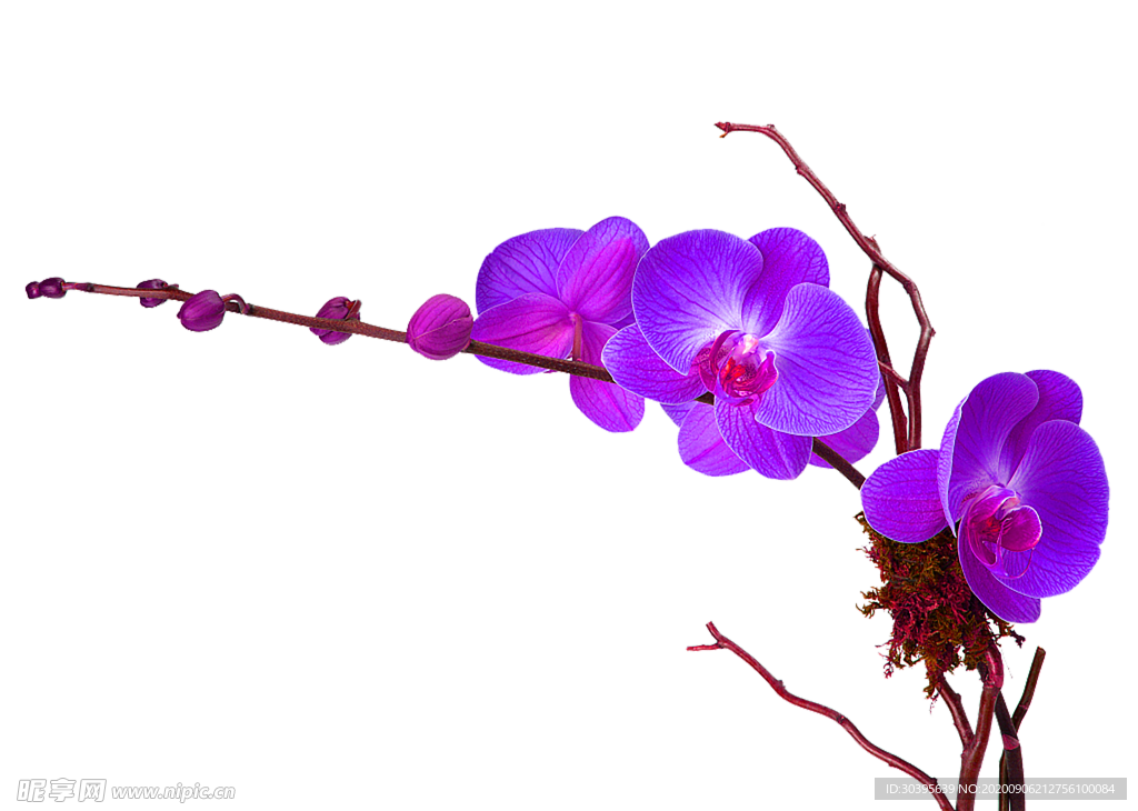 鲜花素材