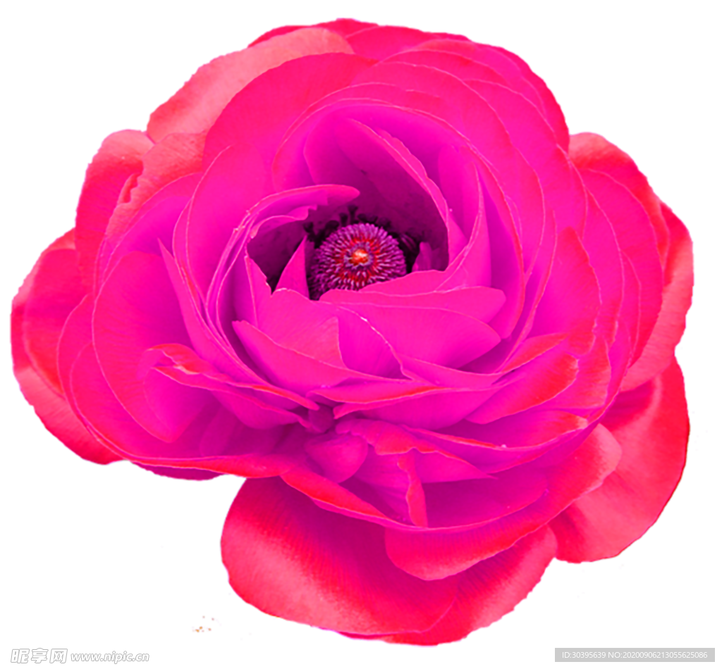 鲜花素材