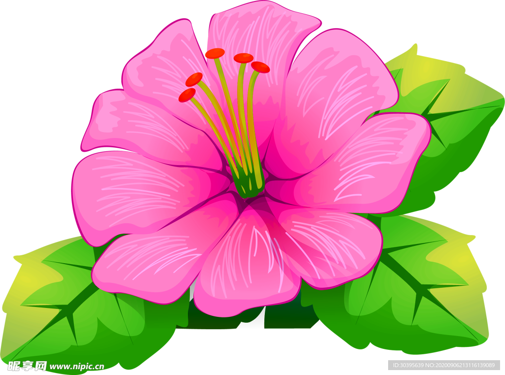 鲜花素材