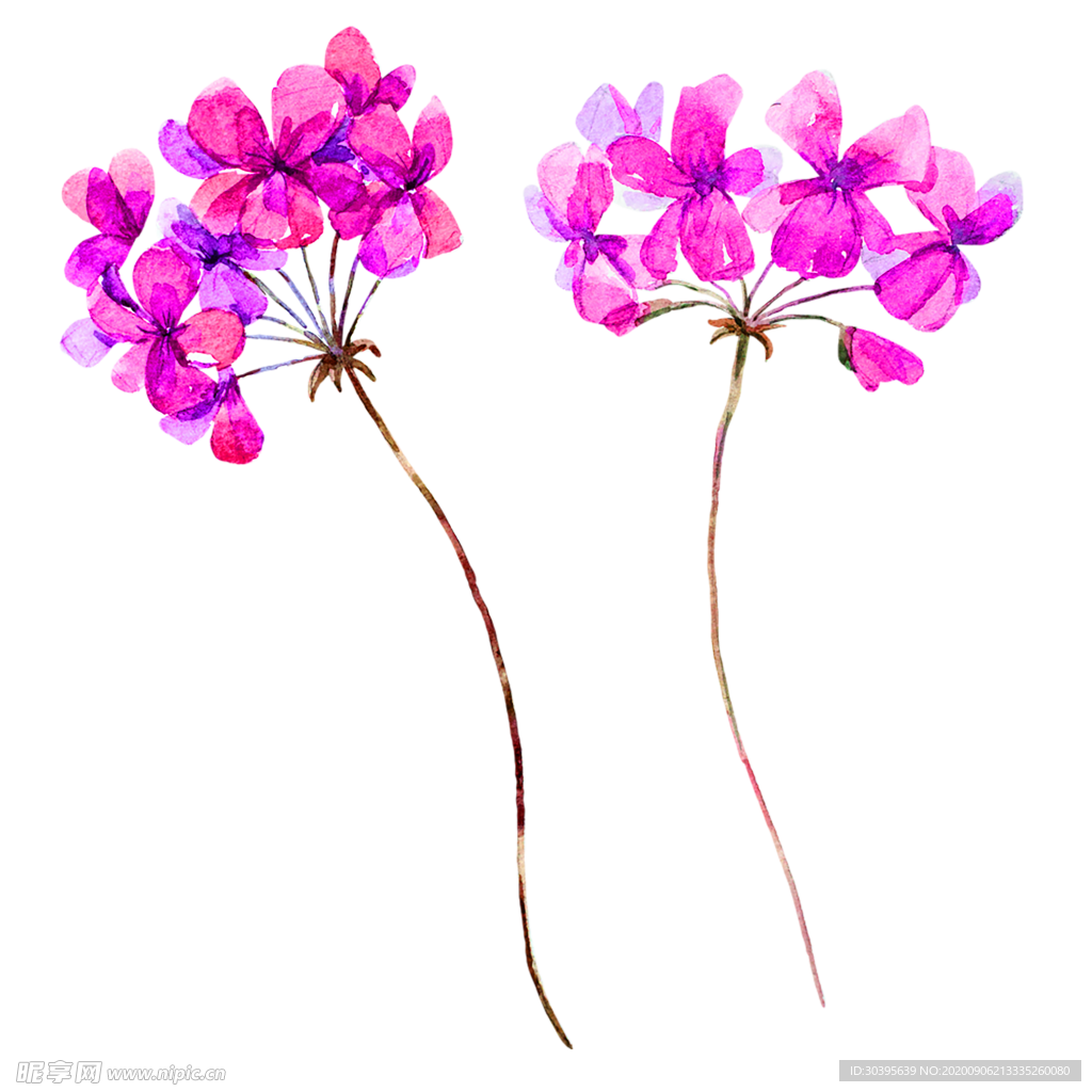 鲜花素材