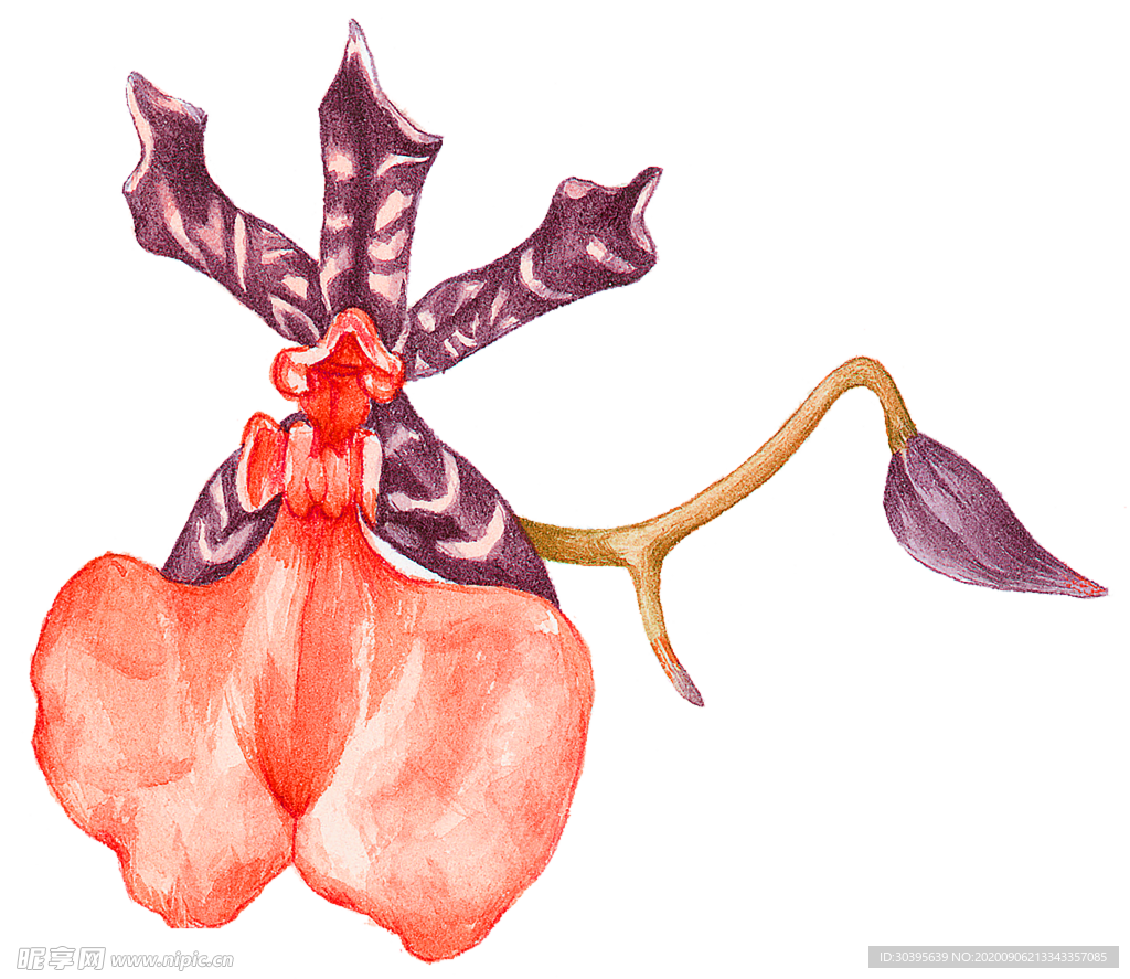 鲜花素材