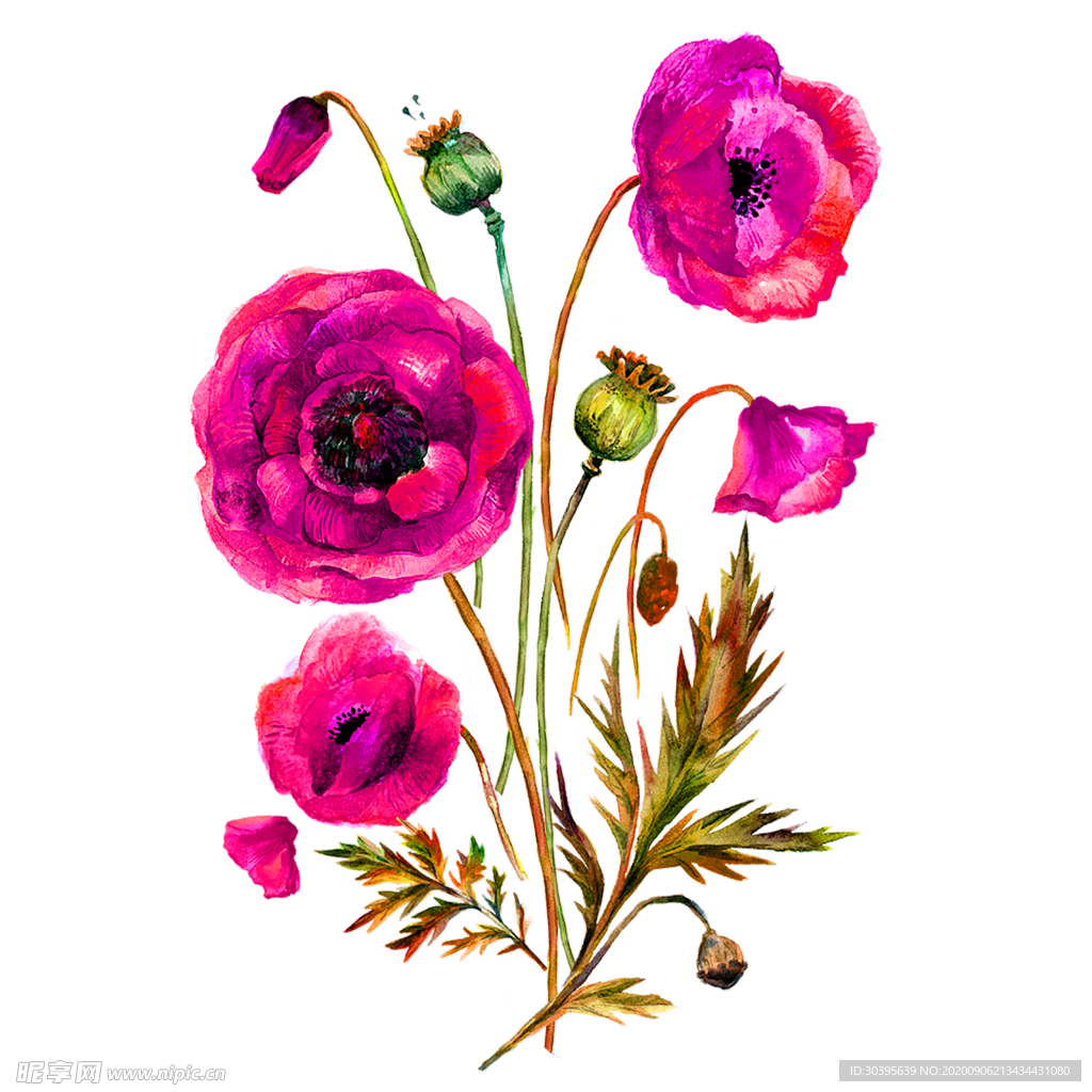 鲜花素材