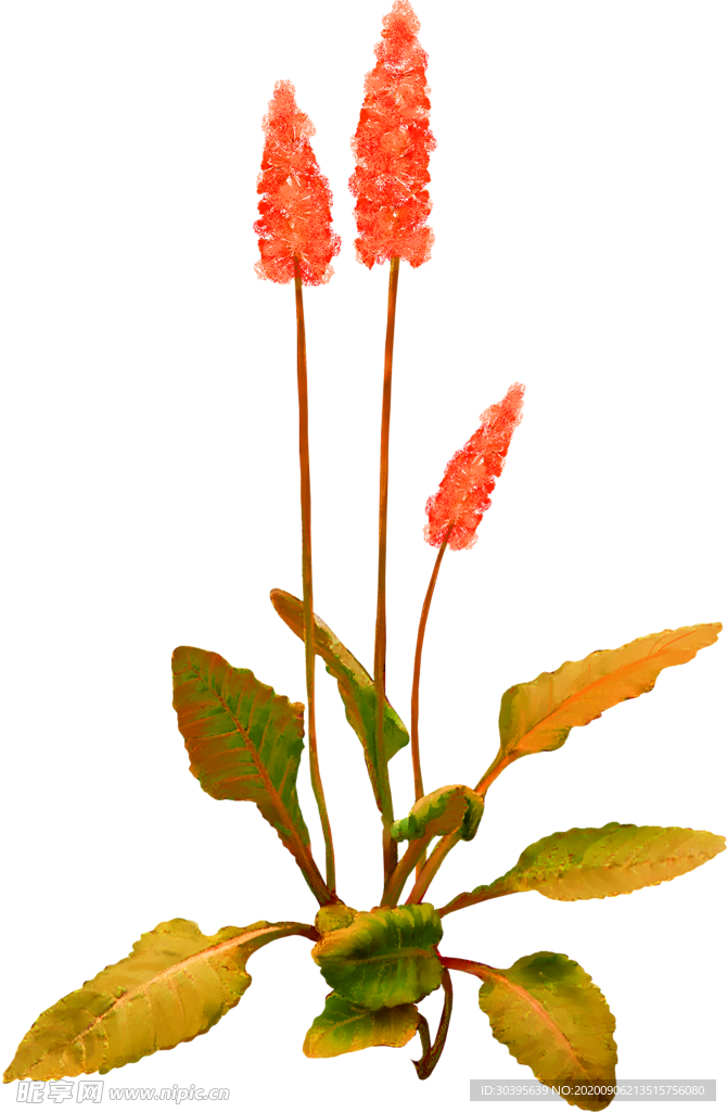鲜花素材