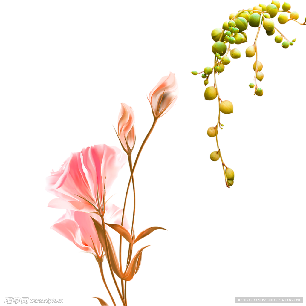 鲜花素材
