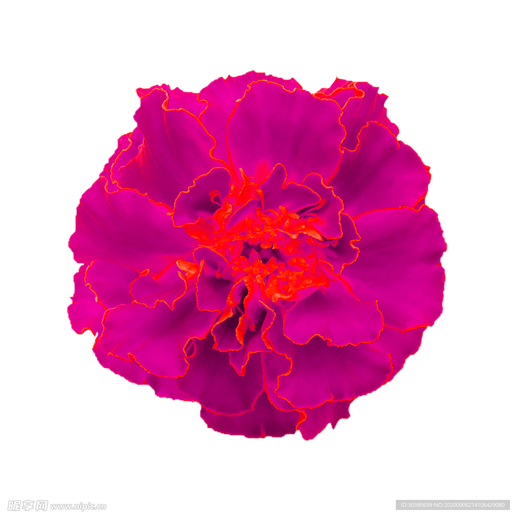 鲜花素材