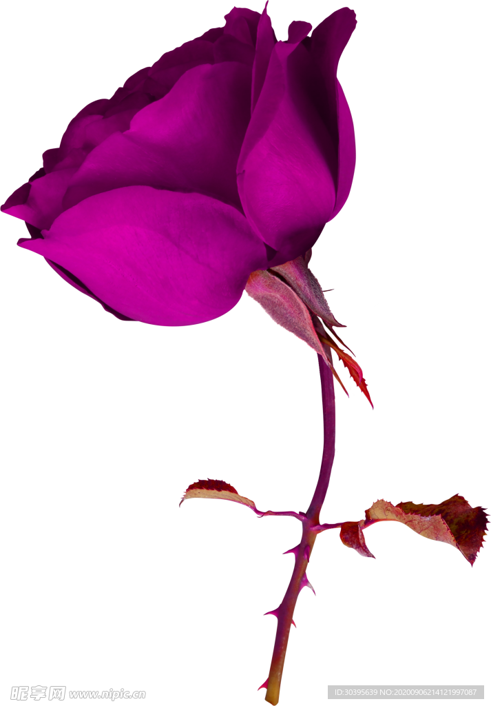 鲜花素材