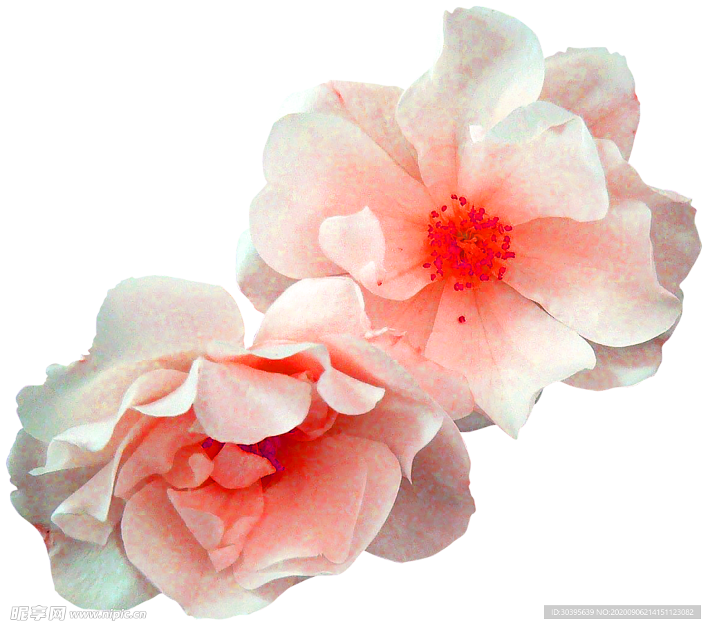 鲜花素材