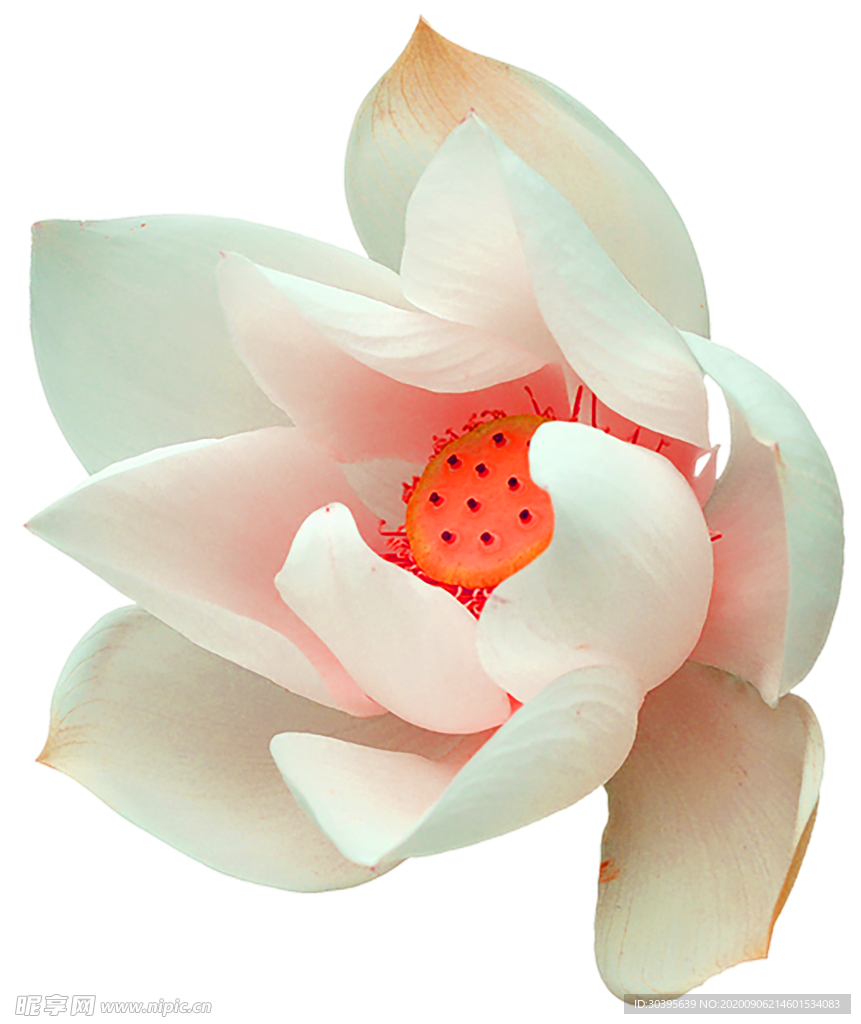 鲜花素材