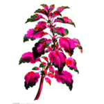 鲜花素材
