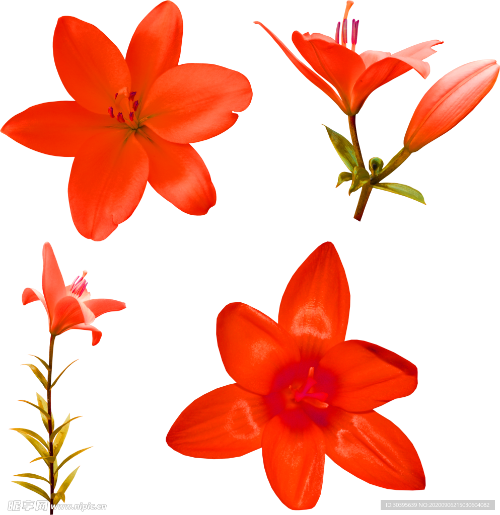 鲜花素材