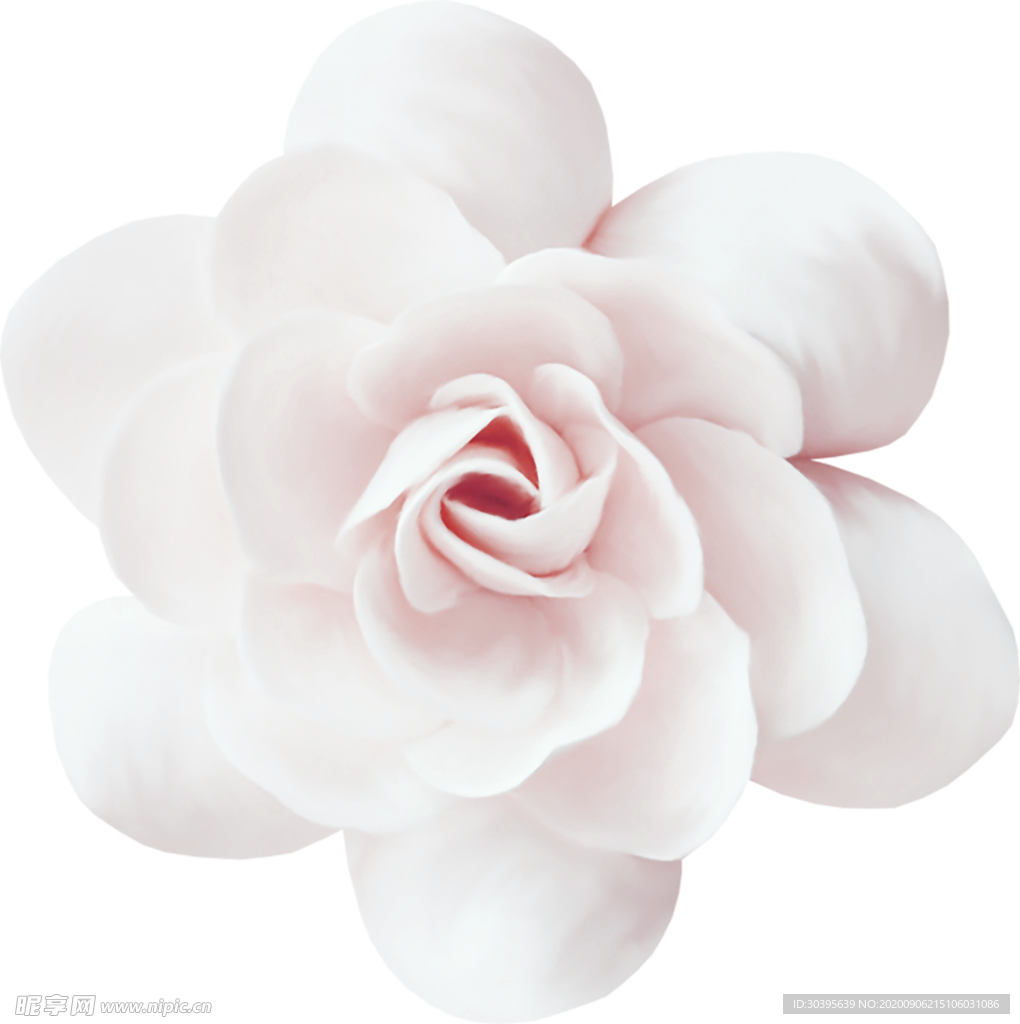 鲜花素材