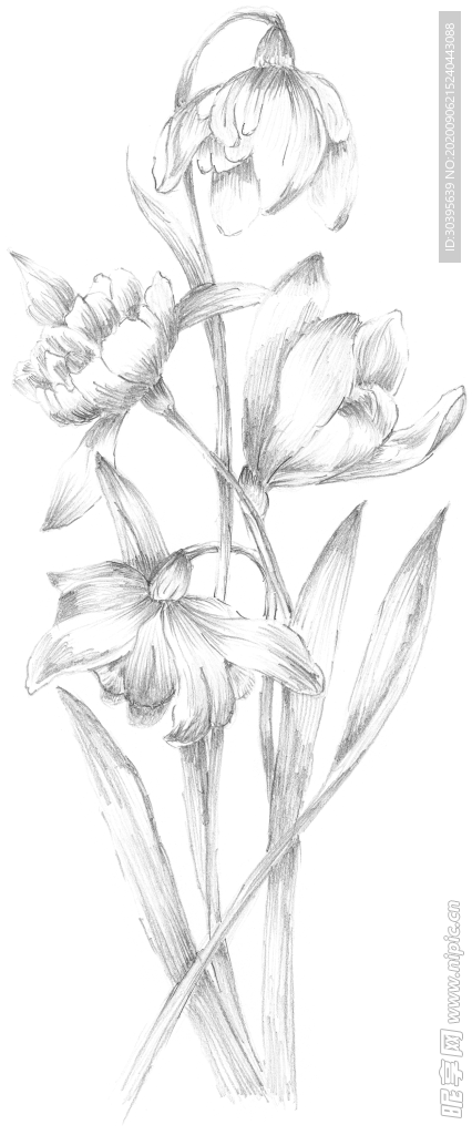 鲜花素材