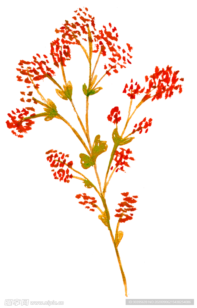 鲜花素材