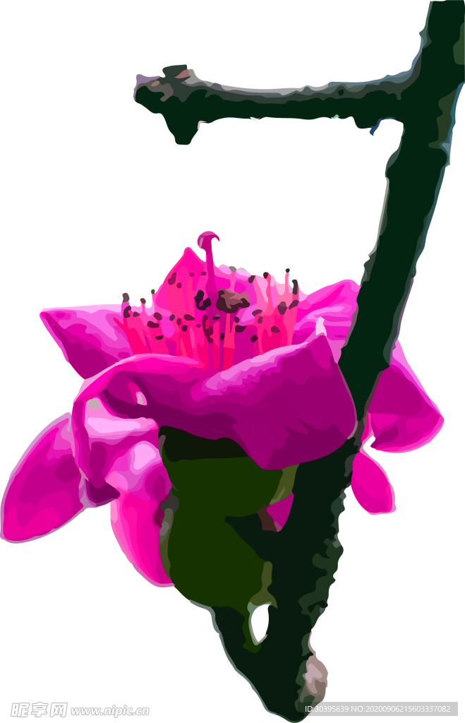 鲜花素材