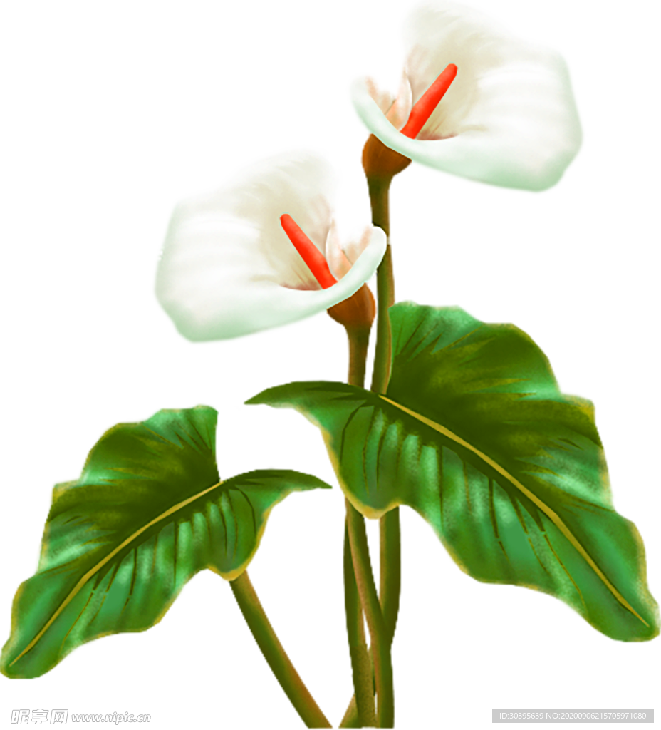 鲜花素材