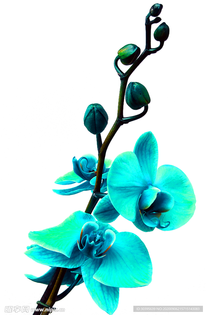 鲜花素材