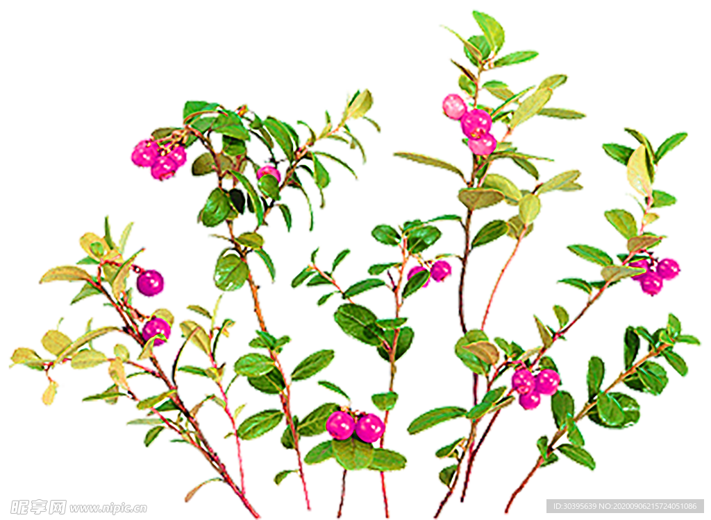 鲜花素材