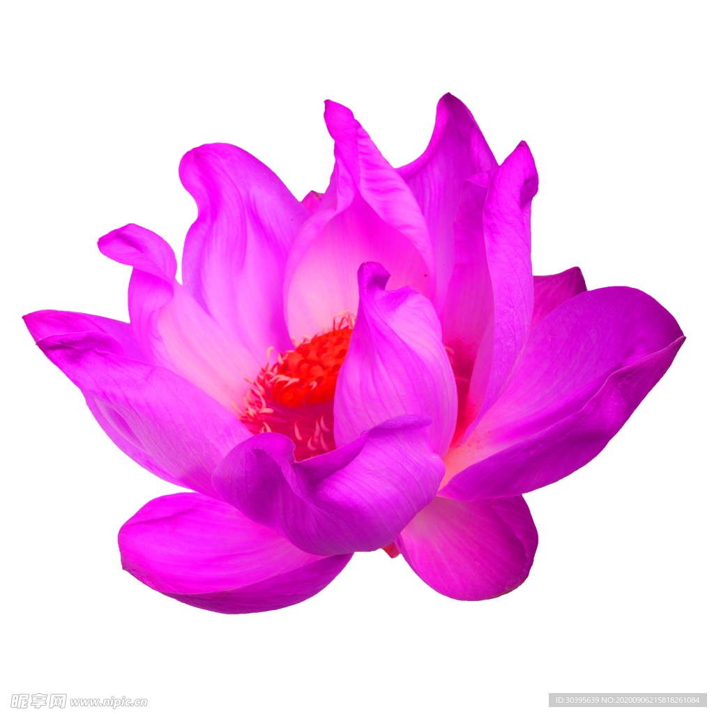 鲜花素材