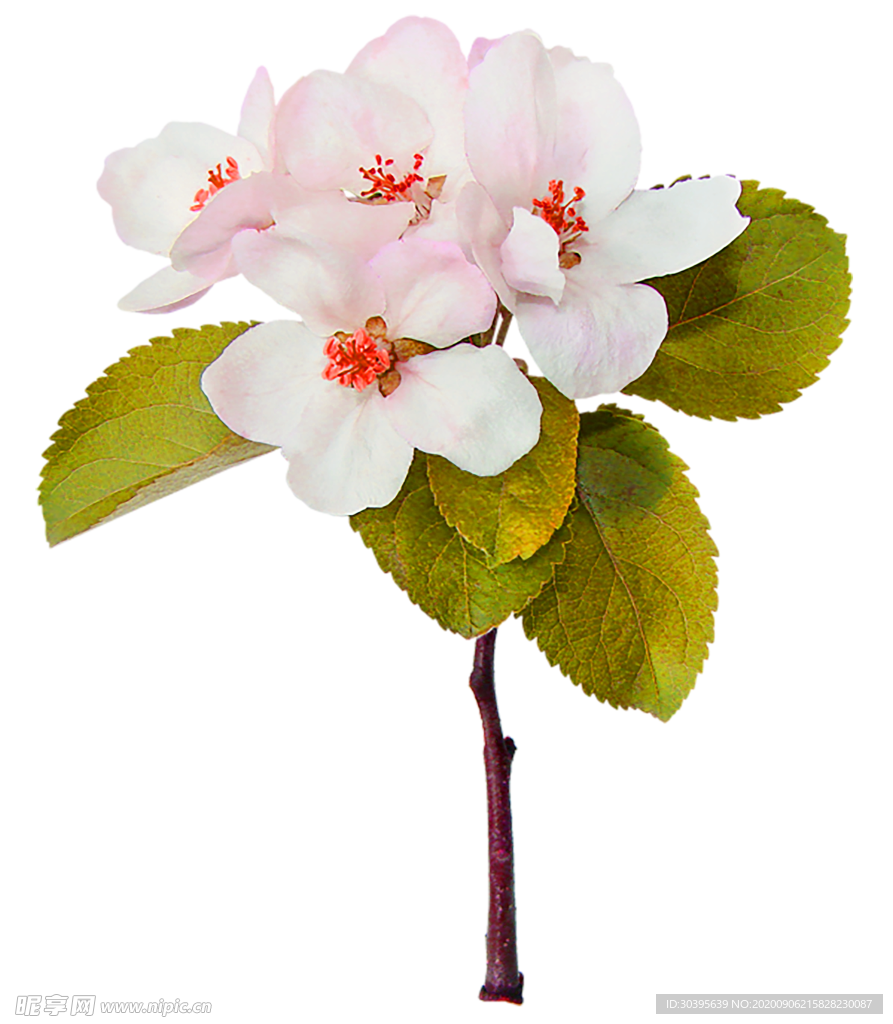 鲜花素材