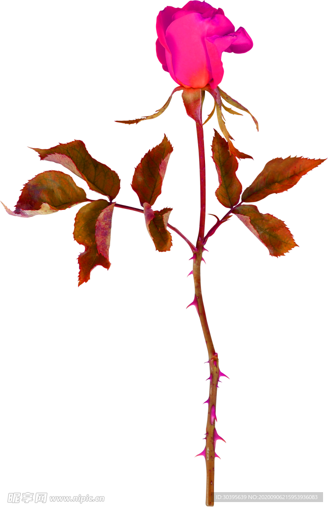 鲜花素材