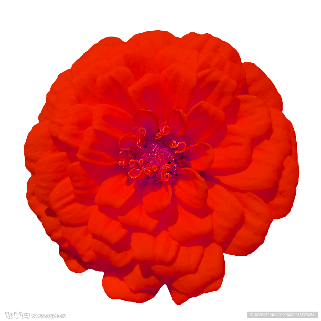 鲜花素材