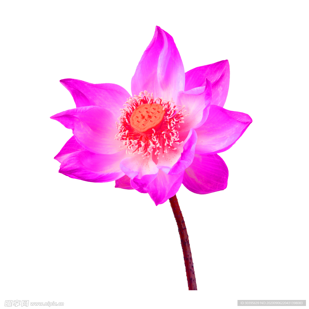 鲜花素材