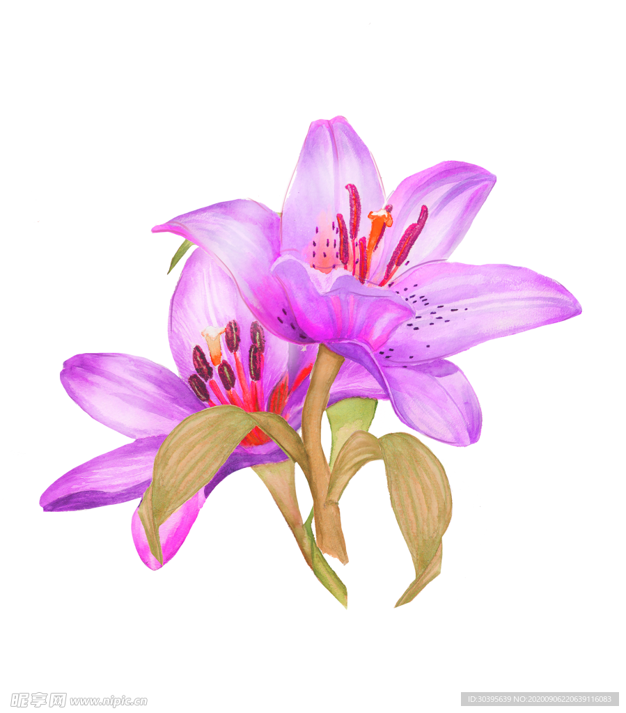 鲜花素材