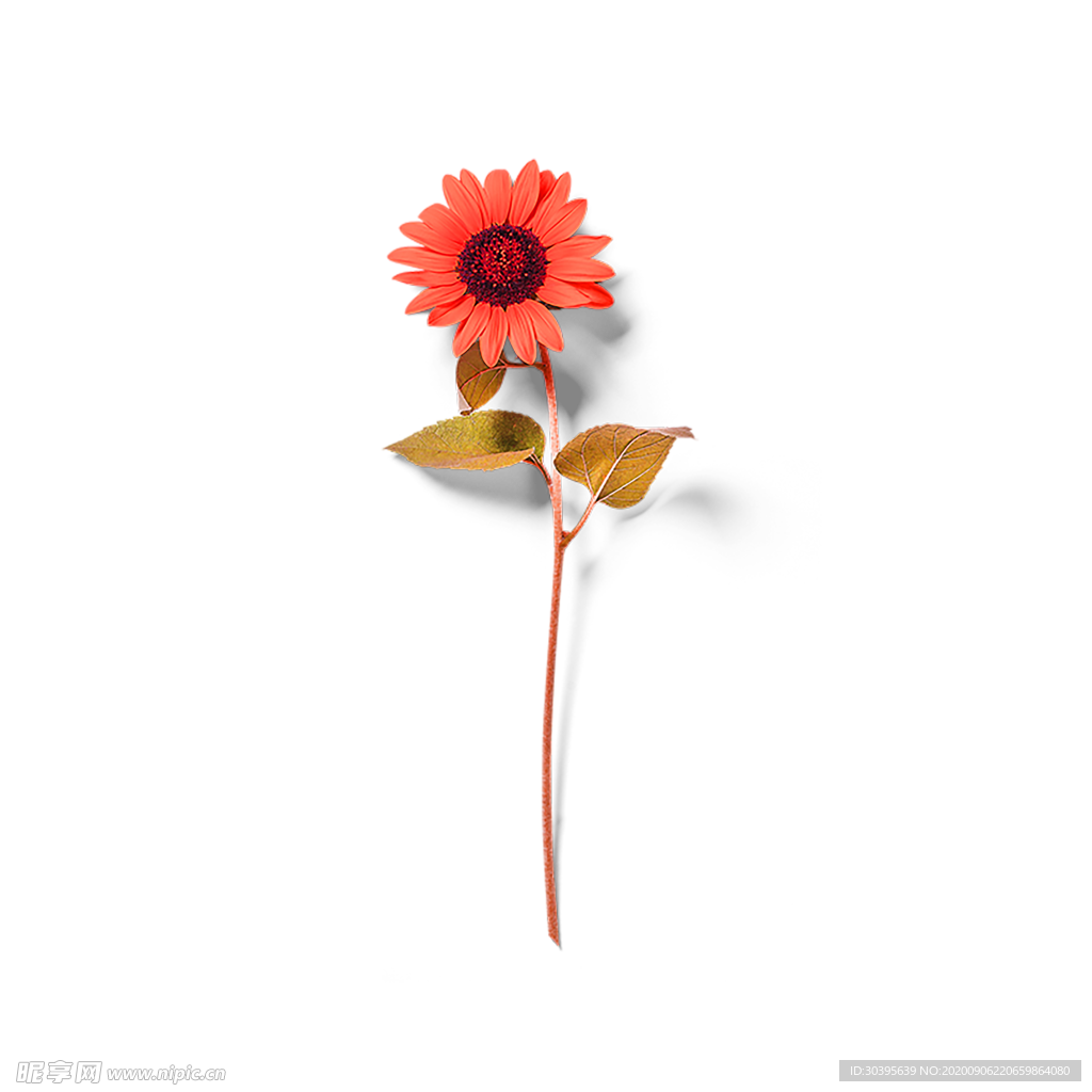 鲜花素材