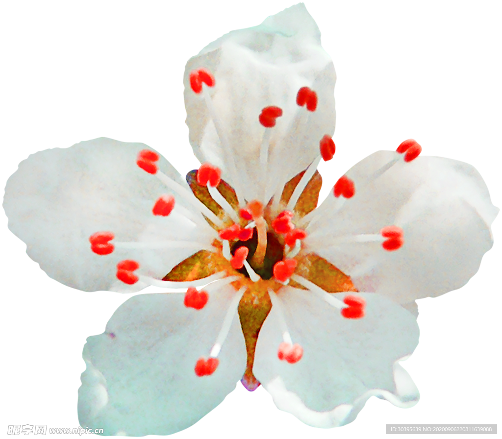 鲜花素材