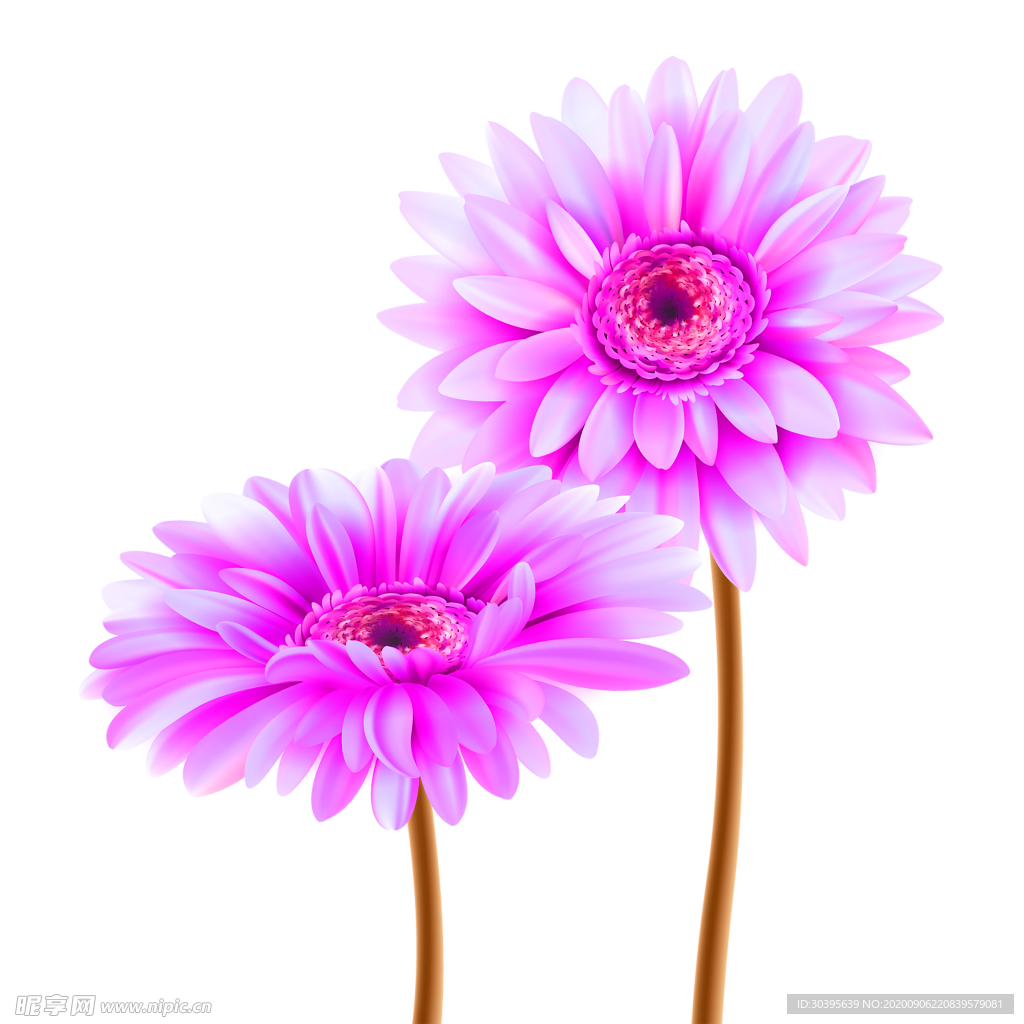 鲜花素材