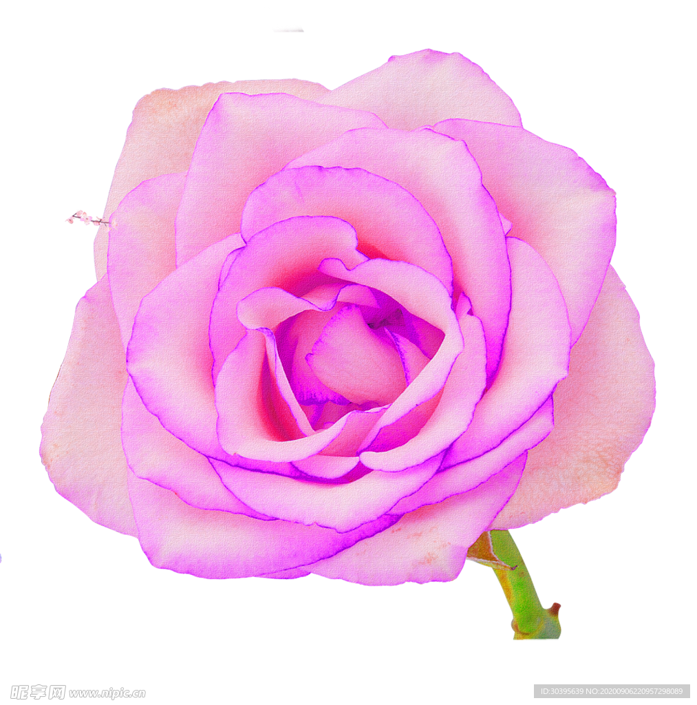 鲜花素材