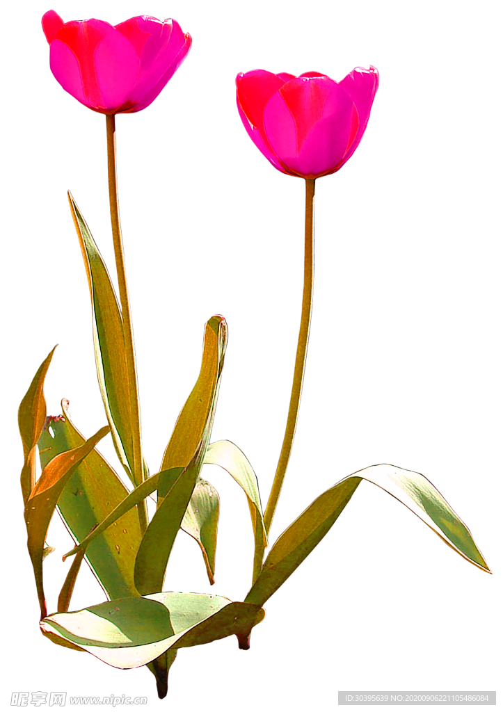 鲜花素材