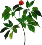 中药三七